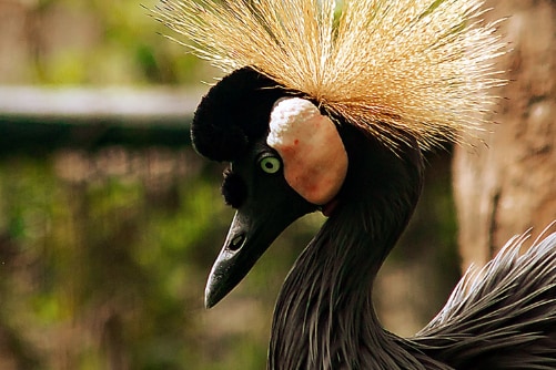 Emirates Park Zoo